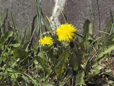 f:id:elmikamino:20070424215703j:image f:id:elmikamino:20070424215703j:image