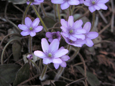 f:id:elmikamino:20070424215729j:image f:id:elmikamino:20070424215729j:image