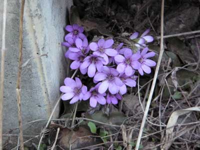 f:id:elmikamino:20070424215801j:image f:id:elmikamino:20070424215801j:image