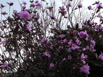 f:id:elmikamino:20070426221210j:image