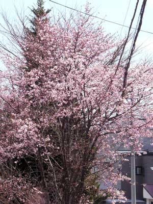 f:id:elmikamino:20070505174200j:image