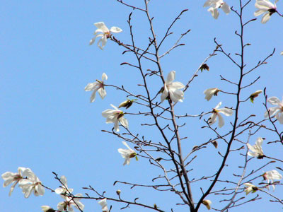 f:id:elmikamino:20070505175013j:image