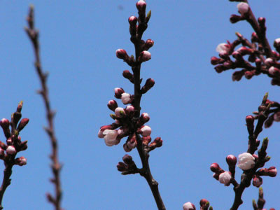 f:id:elmikamino:20070505175100j:image