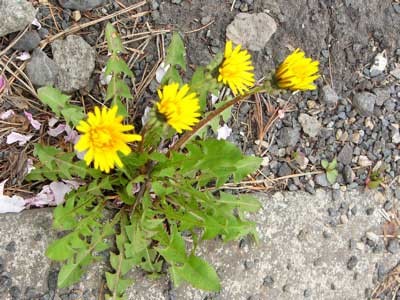 f:id:elmikamino:20070511000010j:image