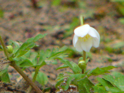 f:id:elmikamino:20070513212213j:image