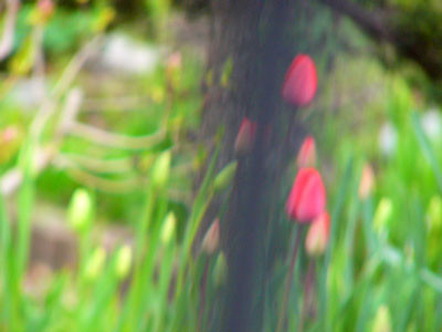 f:id:elmikamino:20070513212245j:image