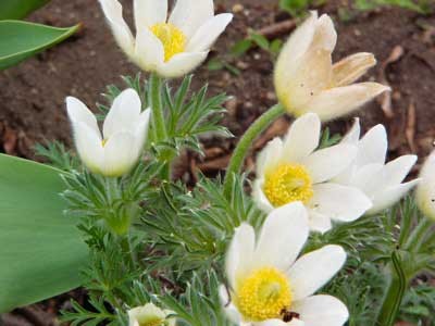 f:id:elmikamino:20070513212325j:image