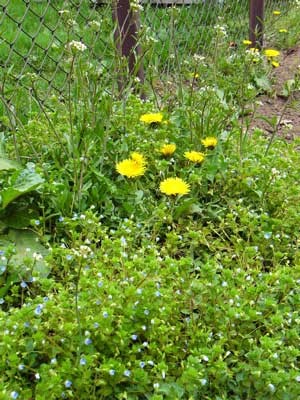 f:id:elmikamino:20070513212509j:image