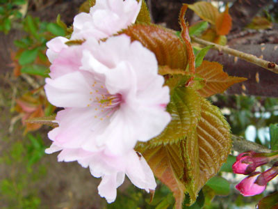 f:id:elmikamino:20070513212533j:image