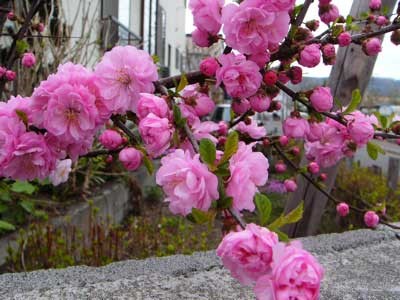 f:id:elmikamino:20070513212628j:image