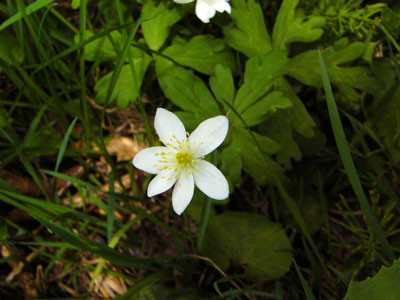 f:id:elmikamino:20070514133143j:image