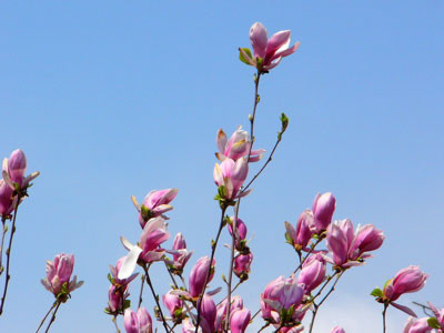 f:id:elmikamino:20070514133514j:image