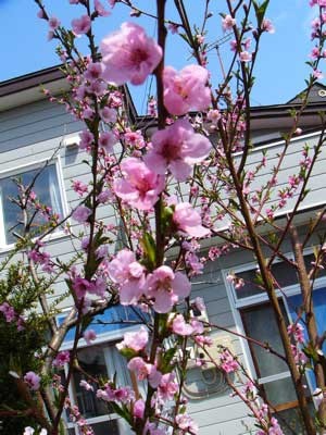 f:id:elmikamino:20070514133700j:image