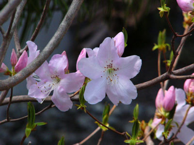 f:id:elmikamino:20070514133802j:image