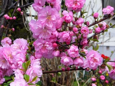 f:id:elmikamino:20070514133847j:image