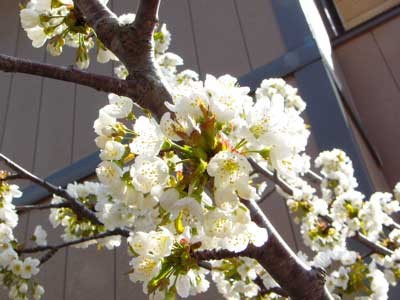 f:id:elmikamino:20070514134013j:image