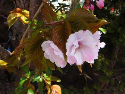 f:id:elmikamino:20070514134041j:image