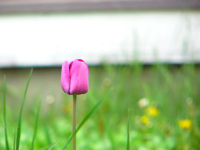 f:id:elmikamino:20070518214932j:image