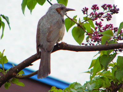 f:id:elmikamino:20070519192712j:image