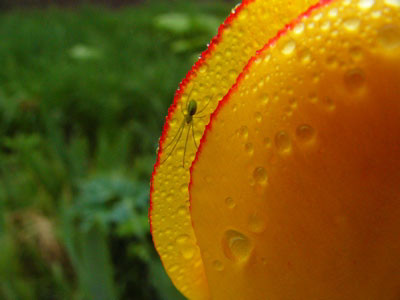 f:id:elmikamino:20070519192741j:image