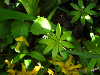 f:id:elmikamino:20070521204328j:image f:id:elmikamino:20070521204328j:image