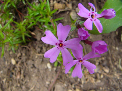 f:id:elmikamino:20070524225512j:image