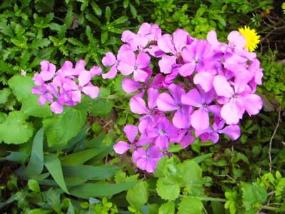 f:id:elmikamino:20070524225536j:image