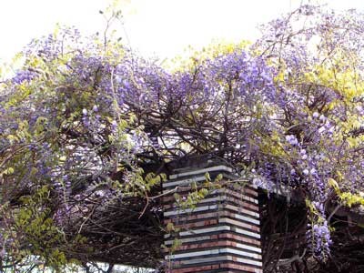 f:id:elmikamino:20070524225602j:image