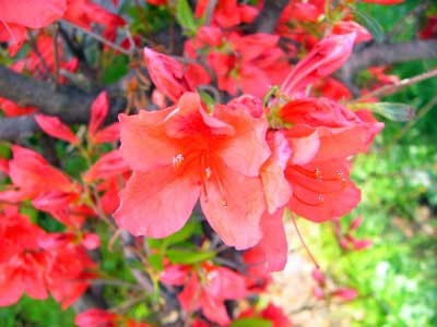 f:id:elmikamino:20070524225629j:image