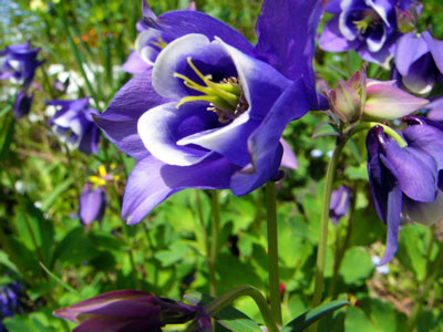 f:id:elmikamino:20070524225706j:image