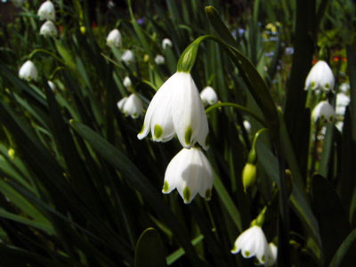 f:id:elmikamino:20070524225811j:image