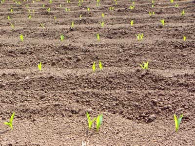 f:id:elmikamino:20070524230006j:image