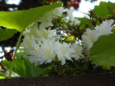 f:id:elmikamino:20070529203436j:image f:id:elmikamino:20070529203436j:image