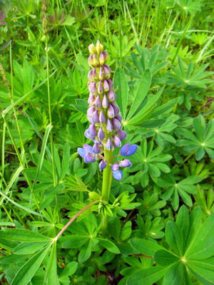 f:id:elmikamino:20070531214518j:image f:id:elmikamino:20070531214518j:image