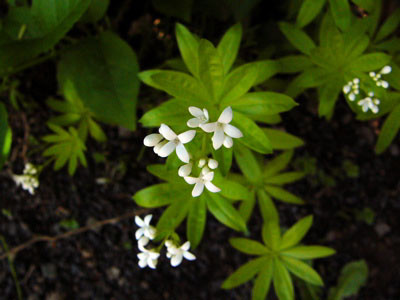 f:id:elmikamino:20070531214737j:image f:id:elmikamino:20070531214737j:image