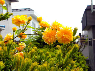 f:id:elmikamino:20070531214820j:image f:id:elmikamino:20070531214820j:image