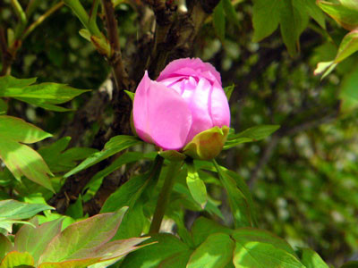 f:id:elmikamino:20070531214848j:image f:id:elmikamino:20070531214848j:image