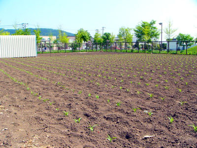 f:id:elmikamino:20070531214917j:image f:id:elmikamino:20070531214917j:image