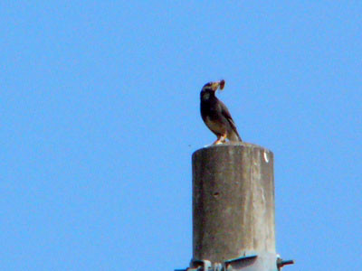 f:id:elmikamino:20070531214941j:image f:id:elmikamino:20070531214941j:image