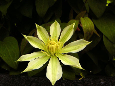 f:id:elmikamino:20070607204918j:image