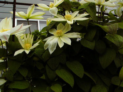 f:id:elmikamino:20070607204930j:image