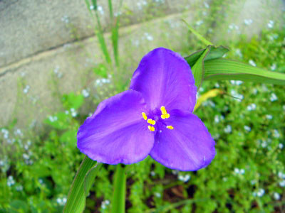 f:id:elmikamino:20070607205017j:image