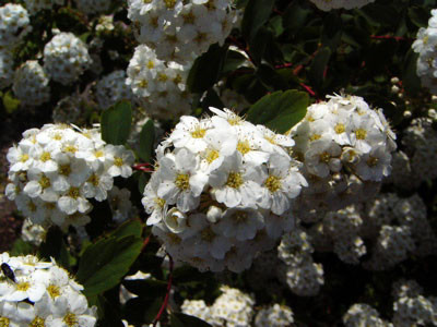 f:id:elmikamino:20070608212628j:image