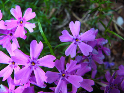 f:id:elmikamino:20070610135520j:image