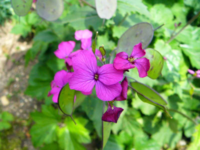 f:id:elmikamino:20070611203850j:image