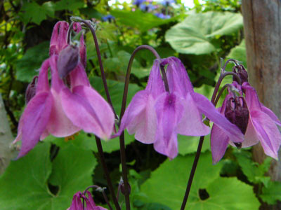 f:id:elmikamino:20070611204034j:image