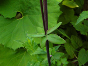 f:id:elmikamino:20070611204103j:image