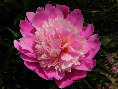 f:id:elmikamino:20070618221848j:image