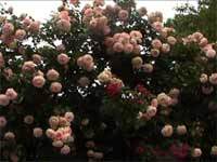 f:id:elmikamino:20070619001436j:image