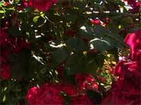 f:id:elmikamino:20070621222907j:image